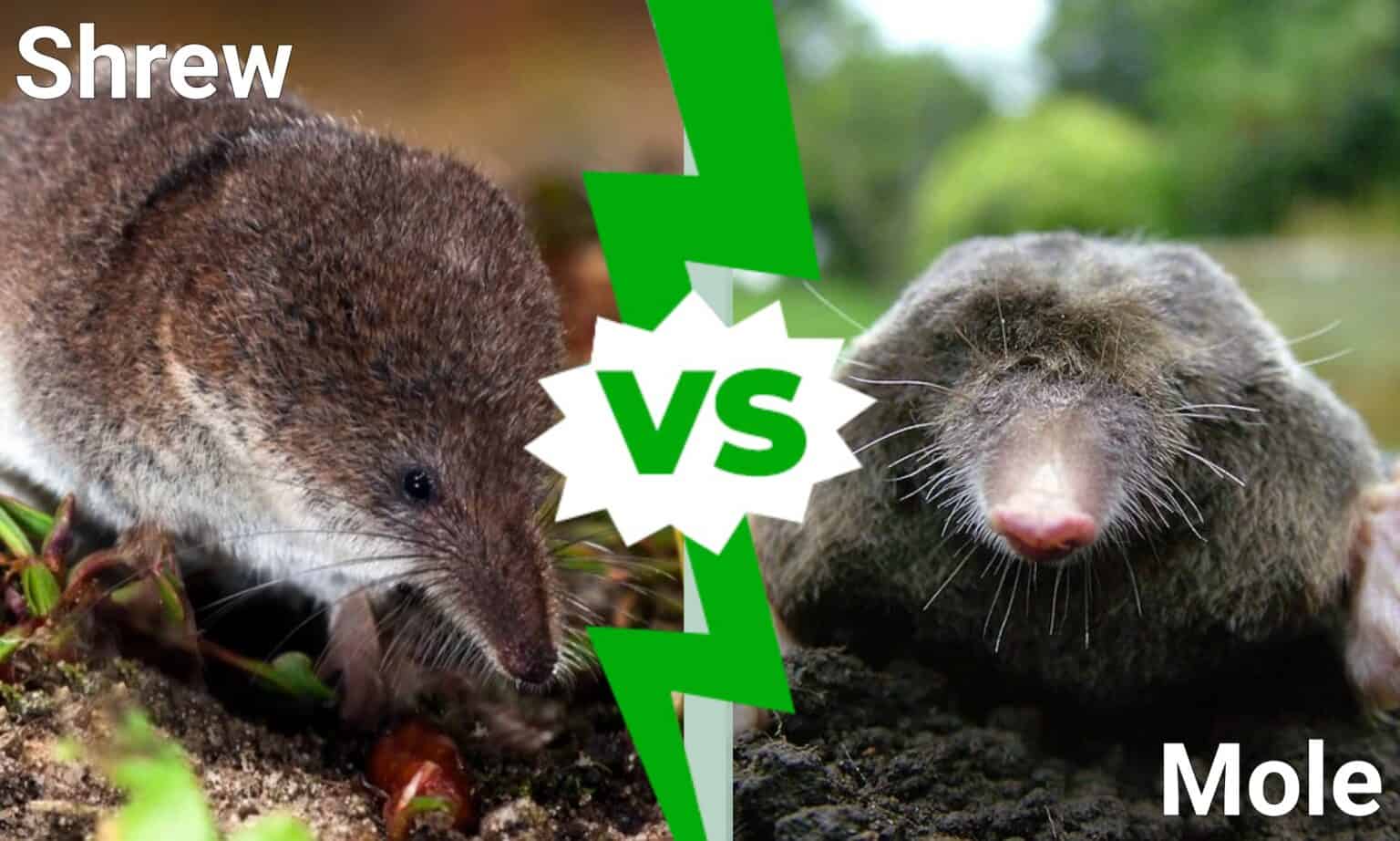 shrew-vs-mole-5-key-differences-a-z-animals