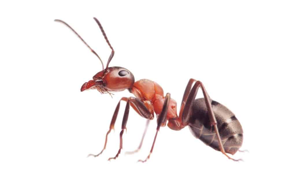 king fire ant