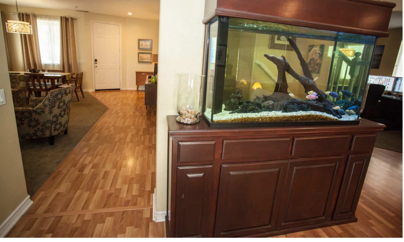 Image showcasing Goldfish Prices 2024: Purchase Cost, Supplies, Food, and More! - A-Z ...