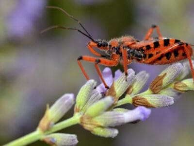 Assassin Bug Picture