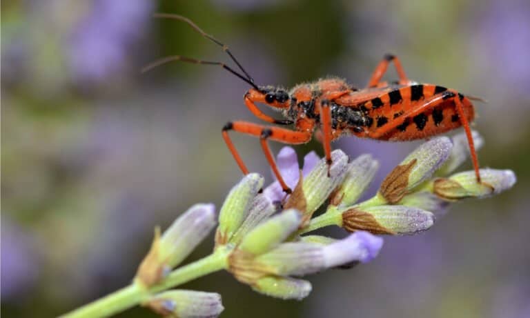 black and red assassin bug