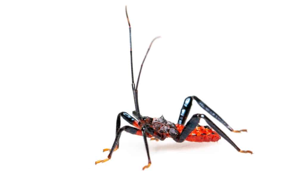 assassin bug isolated on white background