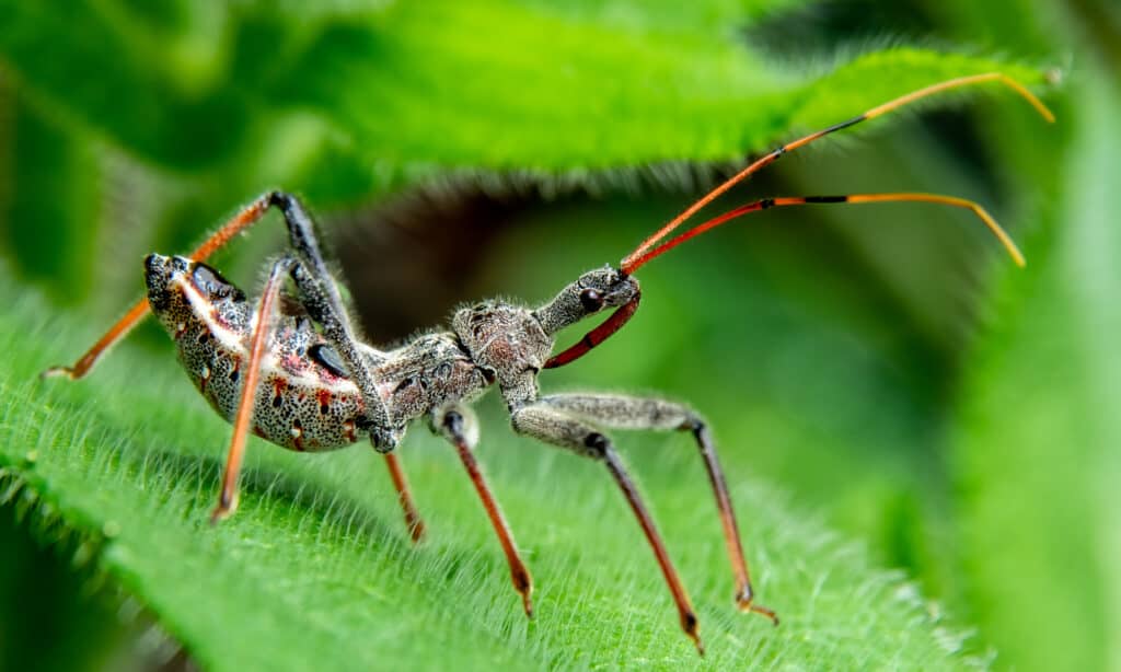 assassin bug nymph