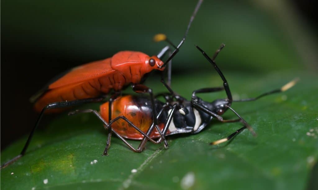 assassin bug killing another assassin bug