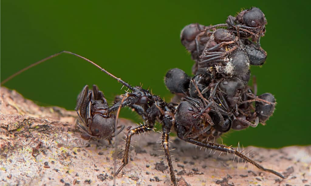 Assassin bug