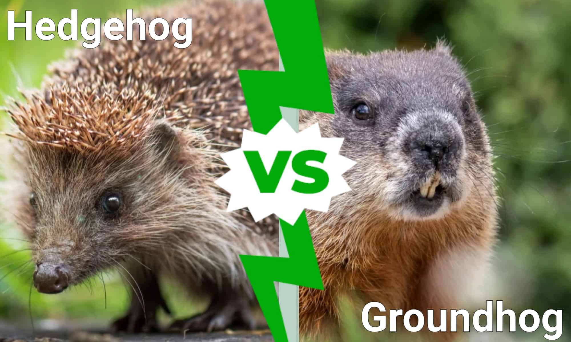 Hedgehog Vs Groundhog: What’s The Difference? - A-Z Animals