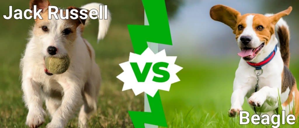 jack russell vs beagle