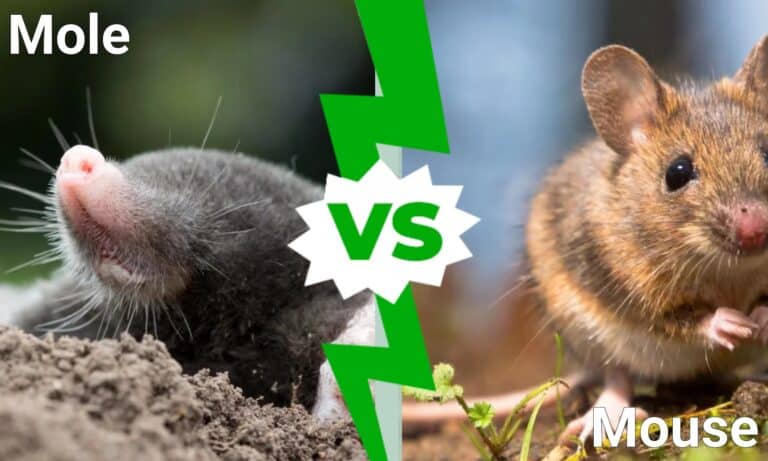 Mole vs Mouse: 5 Key Differences - A-Z Animals