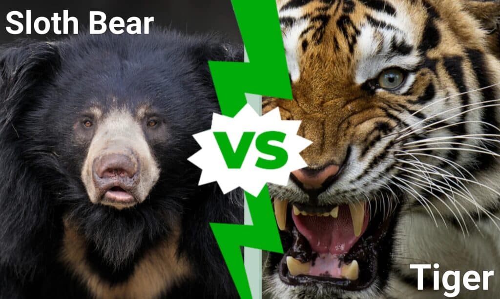 Sloth Bear vs Tiger