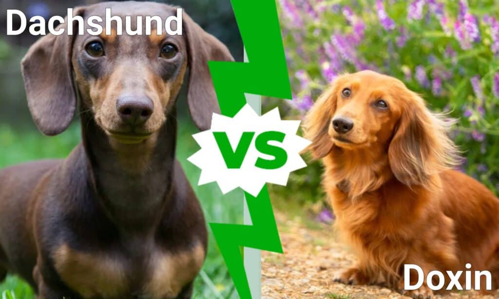 dachshund vs doxin