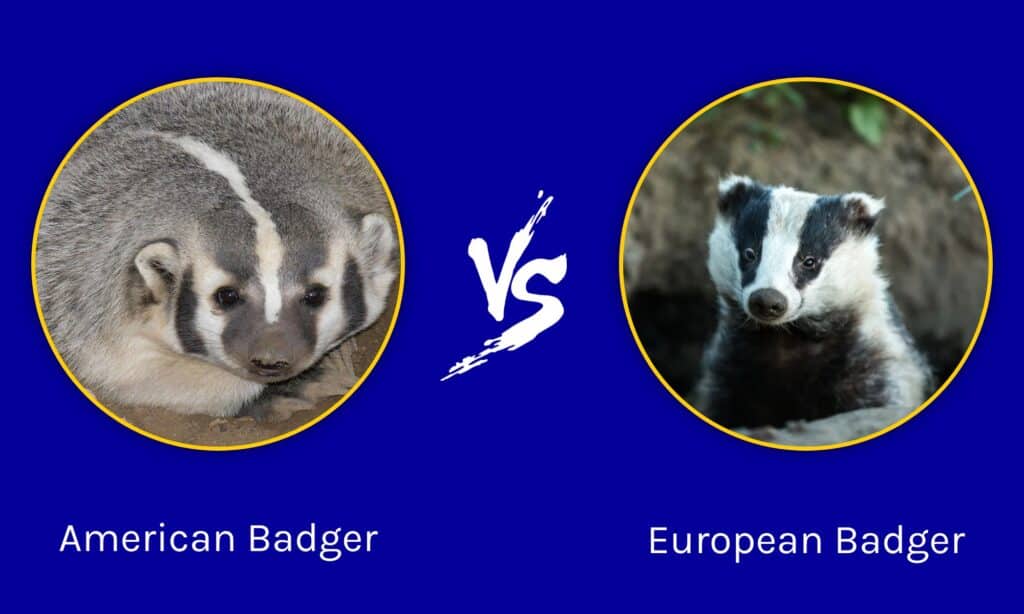 american badger vs european badger