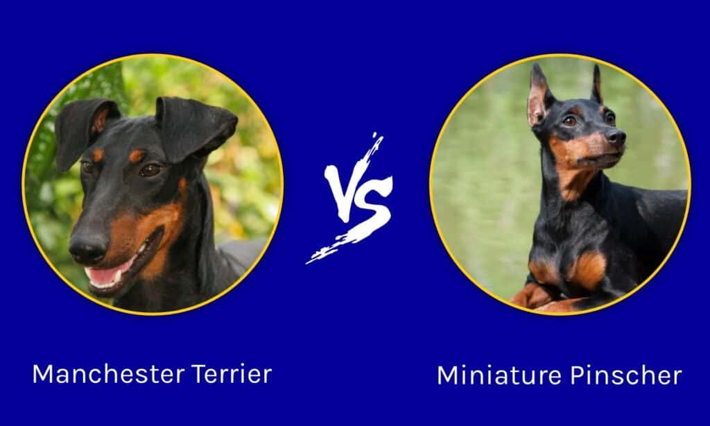 how tall is a manchester terrier