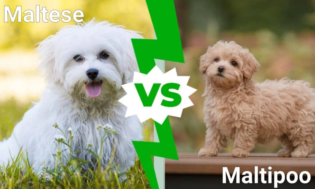 Maltese vs Maltipoo