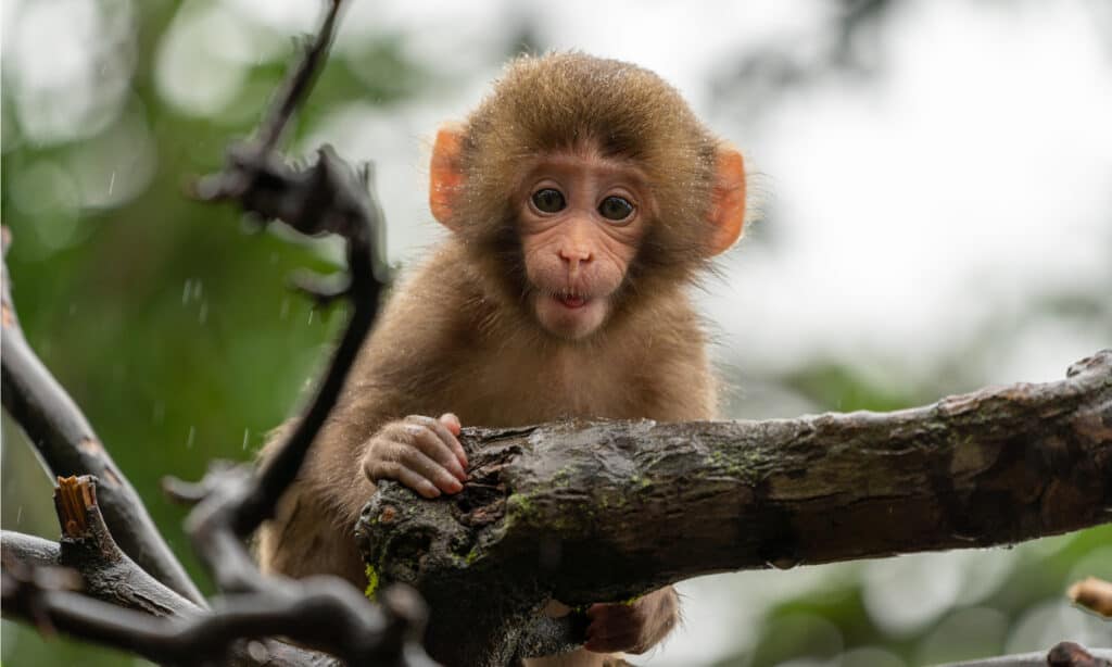 baby Japanese macaque