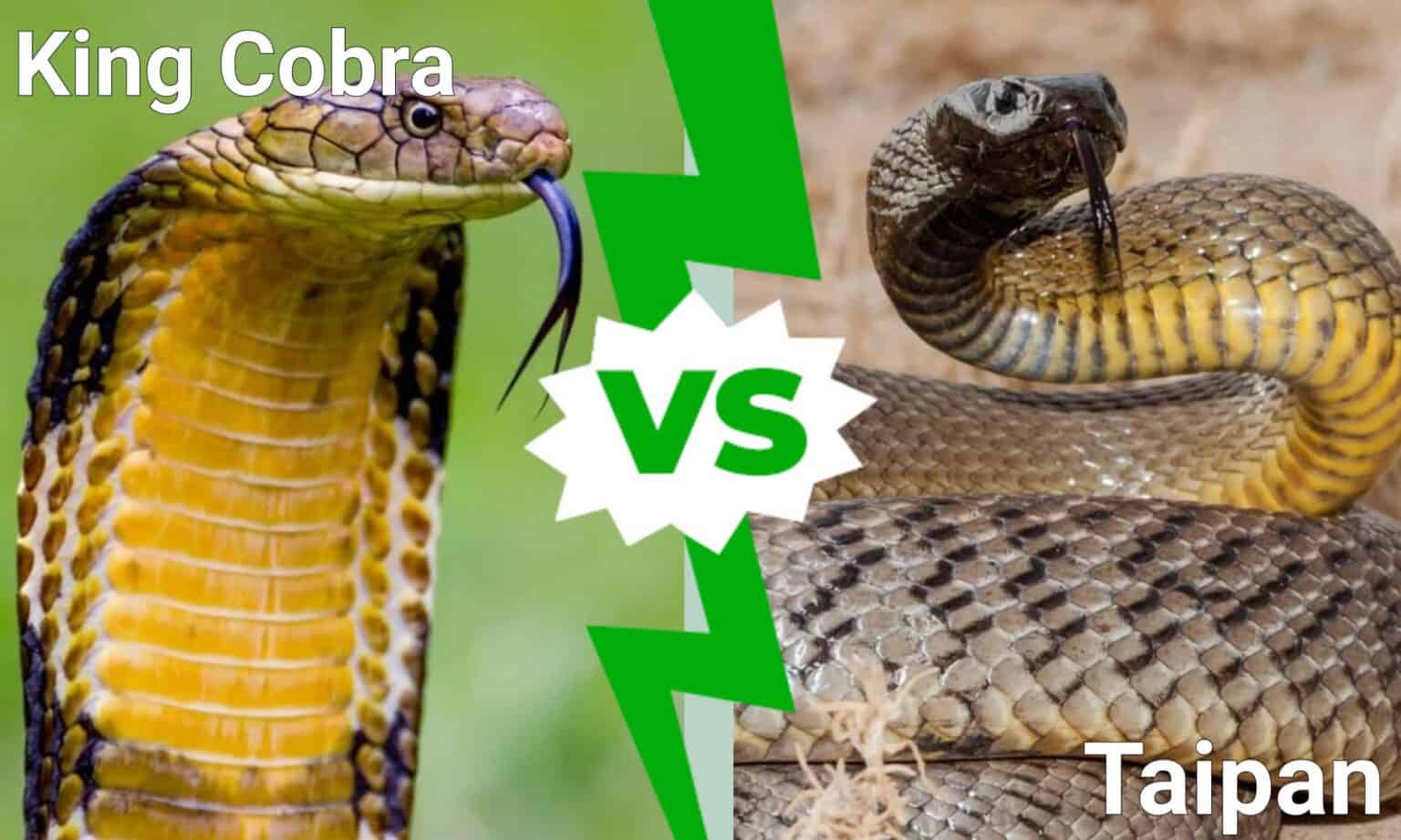 King Cobra vs. Taipan: Who Would Win in a Fight? - A-Z Animals