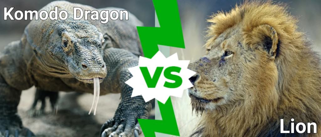 Komodo Dragon vs Lion: Who Would Win in a Fight? - AZ Animals