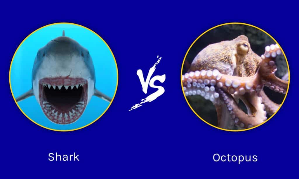 shark vs octopus game