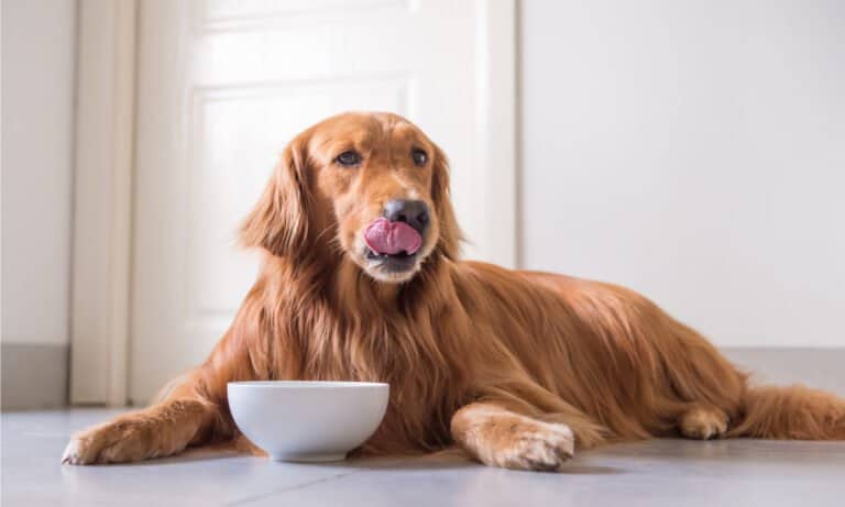 best affordable dog food