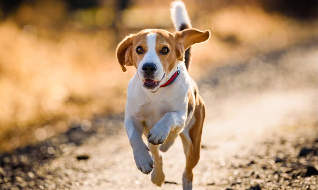 best dog food for beagles