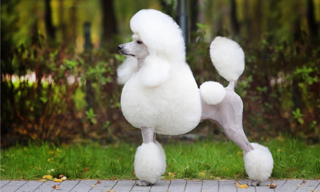 White Poodle with Different Nail Colors - wide 4