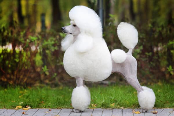 Big white poodle stands on the path in the park.
