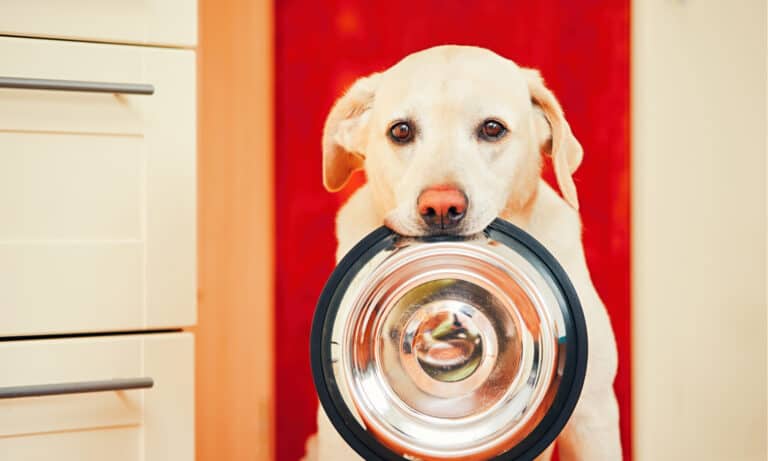 best dog food for sensitive stomach