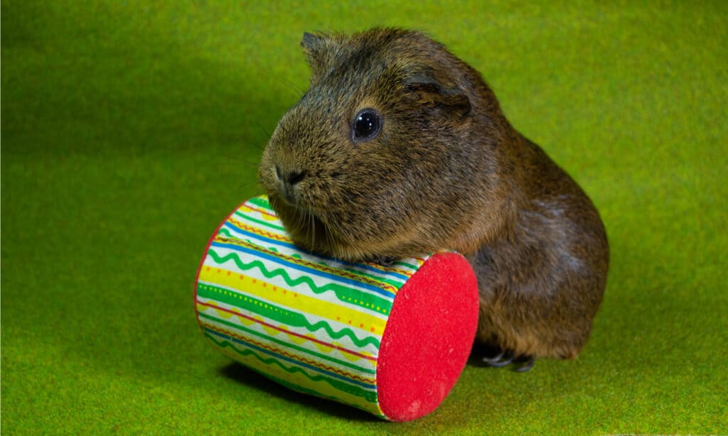 best guinea pig toys