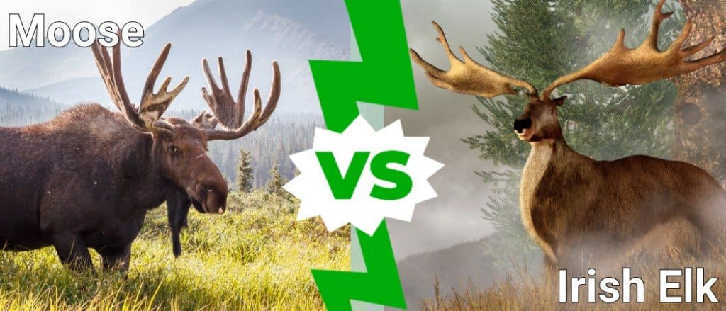 Irish Elk Vs Moose - A-Z Animals