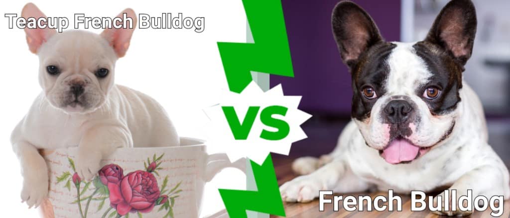 Teacup French Bulldog vs French Bulldog
