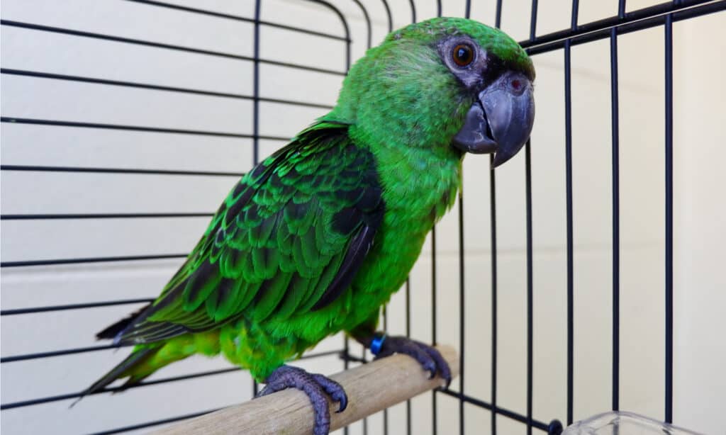 bird cages for parrots give them a safe place 