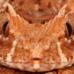 Horned adder