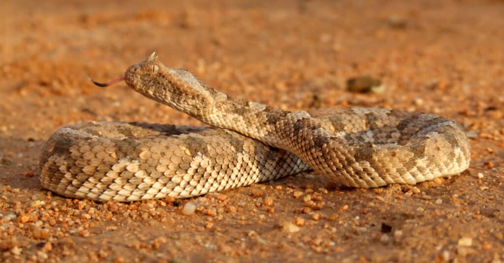 horned adder flicking tongue.