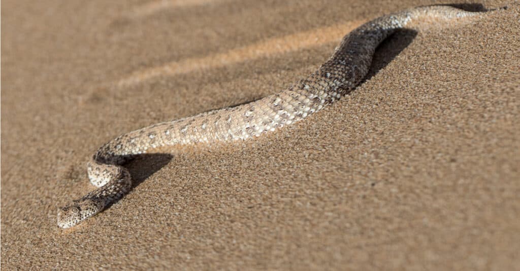 Peringuey's adder on the sand
