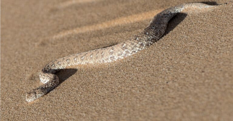 Peringuey's adder on the sand