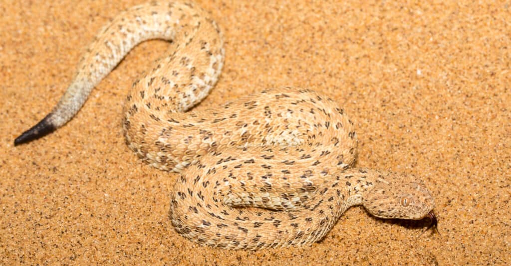 Peringuey's adder with black tail