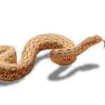 Peringuey's Adder
