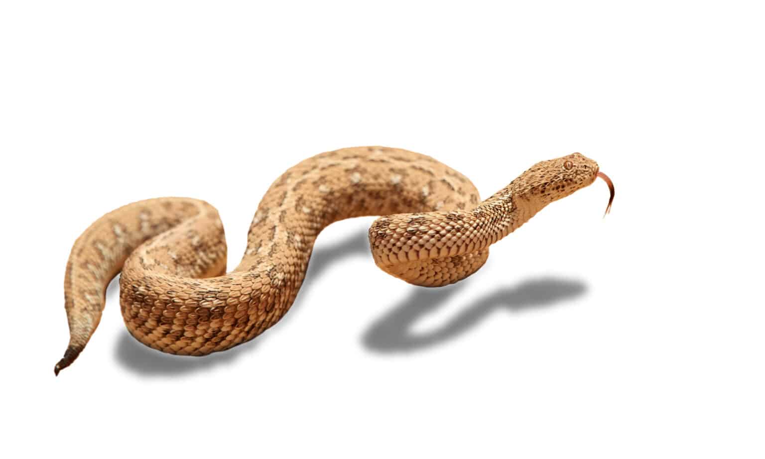 Peringuey’s Adder Animal Facts - Bitis peringueyi - A-Z Animals