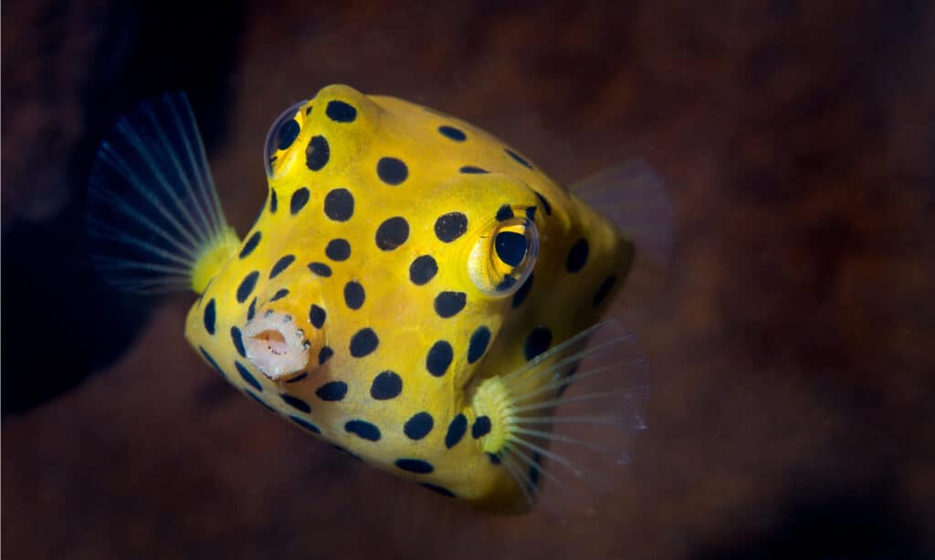 yellow boxfish