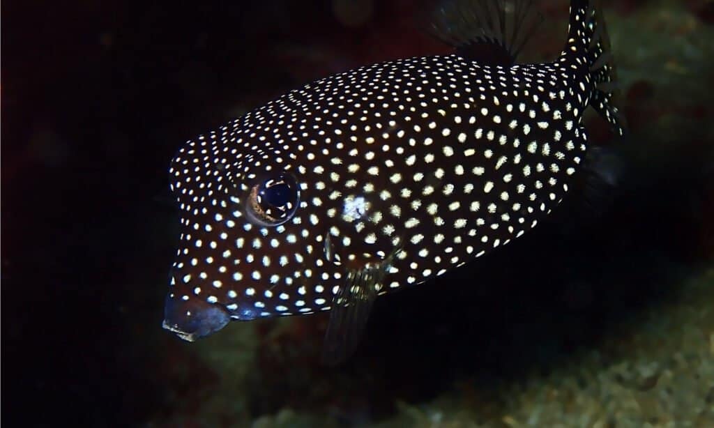 black and white spotted boxfish
