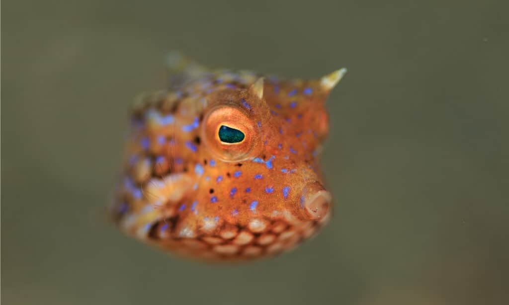 small orange boxfish