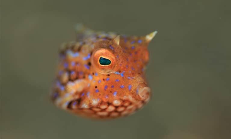small orange boxfish