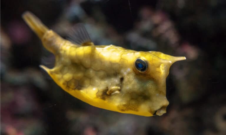 yellow horned boxfish