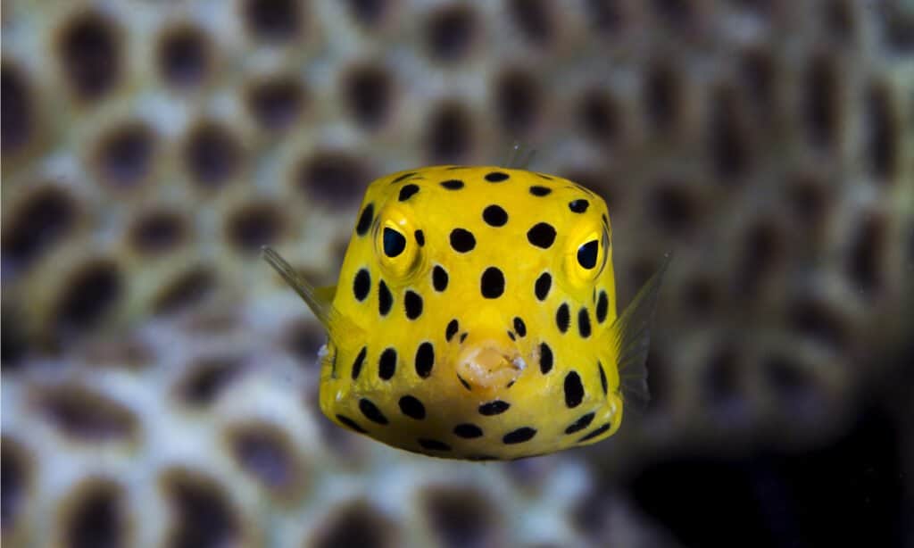 yellow boxfish with black spots