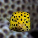 Boxfishes and cowfishes
