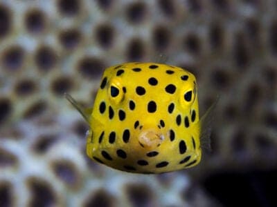 A Boxfish