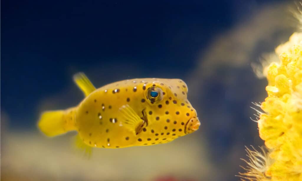 small yellow boxfish