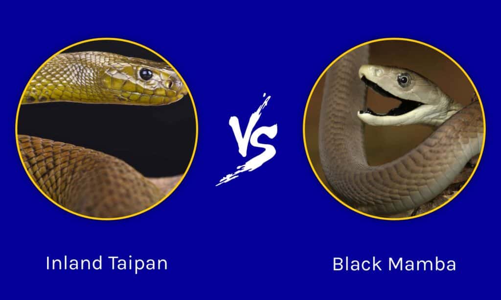 Rattlesnake Vs Inland Taipan