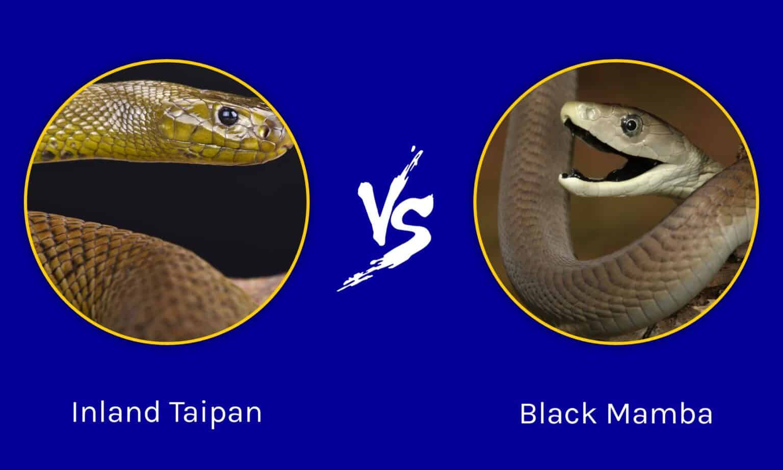 Inland Taipan vs Black Mamba: Who Would Win in a Fight? - A-Z Animals