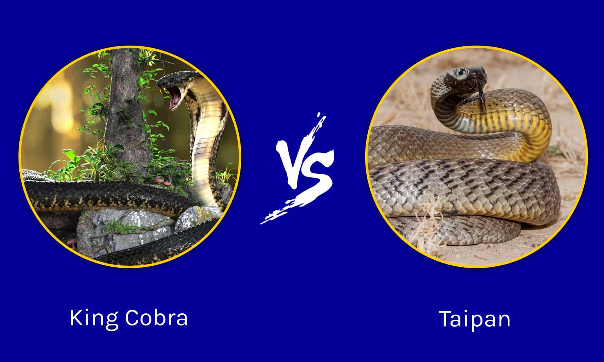 King Cobra vs. Taipan: Who Would Win in a Fight? - A-Z Animals