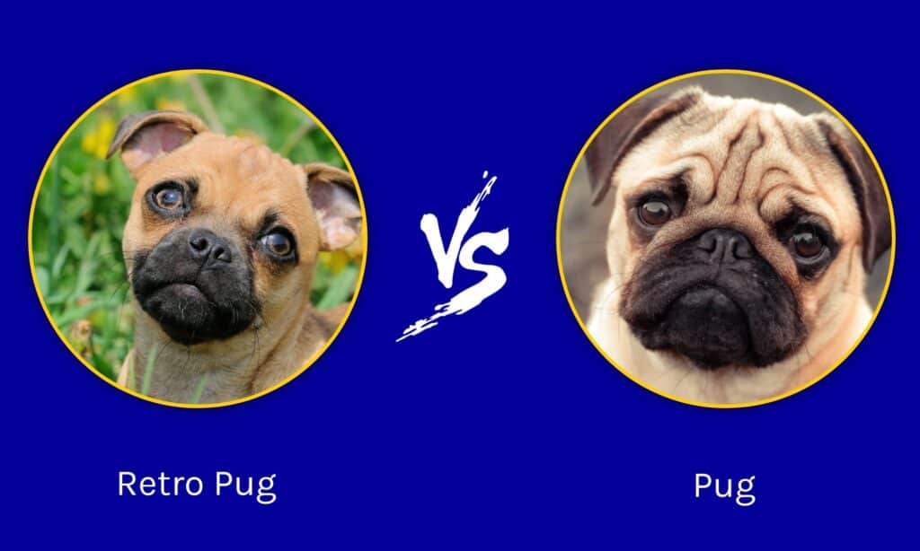 retro pug vs pug